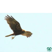 گونه سنقر تالابی Western Marsh Harrier